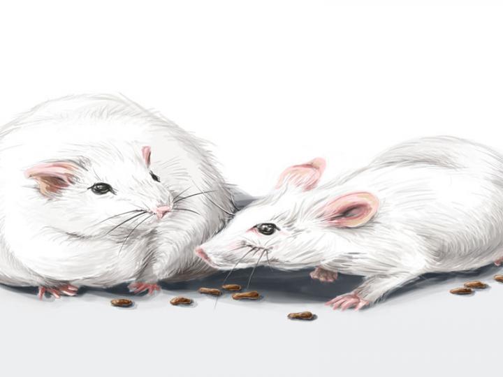 Brain Receptor Nailed Down as Drug Target for Obesity and Eating Disorders