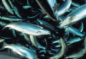 Salmon farming has its woes