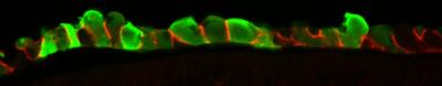 Micrograph of Endoderm Cells in the chick Embryo