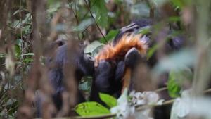 Video of female bonbos after hunting