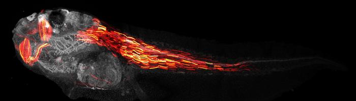 Red fluorescent protein in tadpole