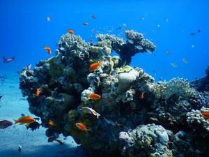 Corals in red sea