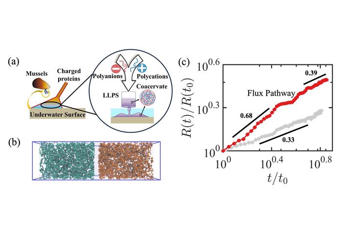 Schematic illustrations of flux pathway