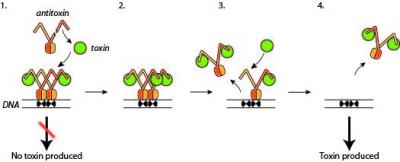 Bacteria Control the Amount of Toxin in the Cell