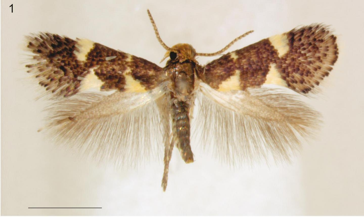 <i>Holocacista capensis</i>