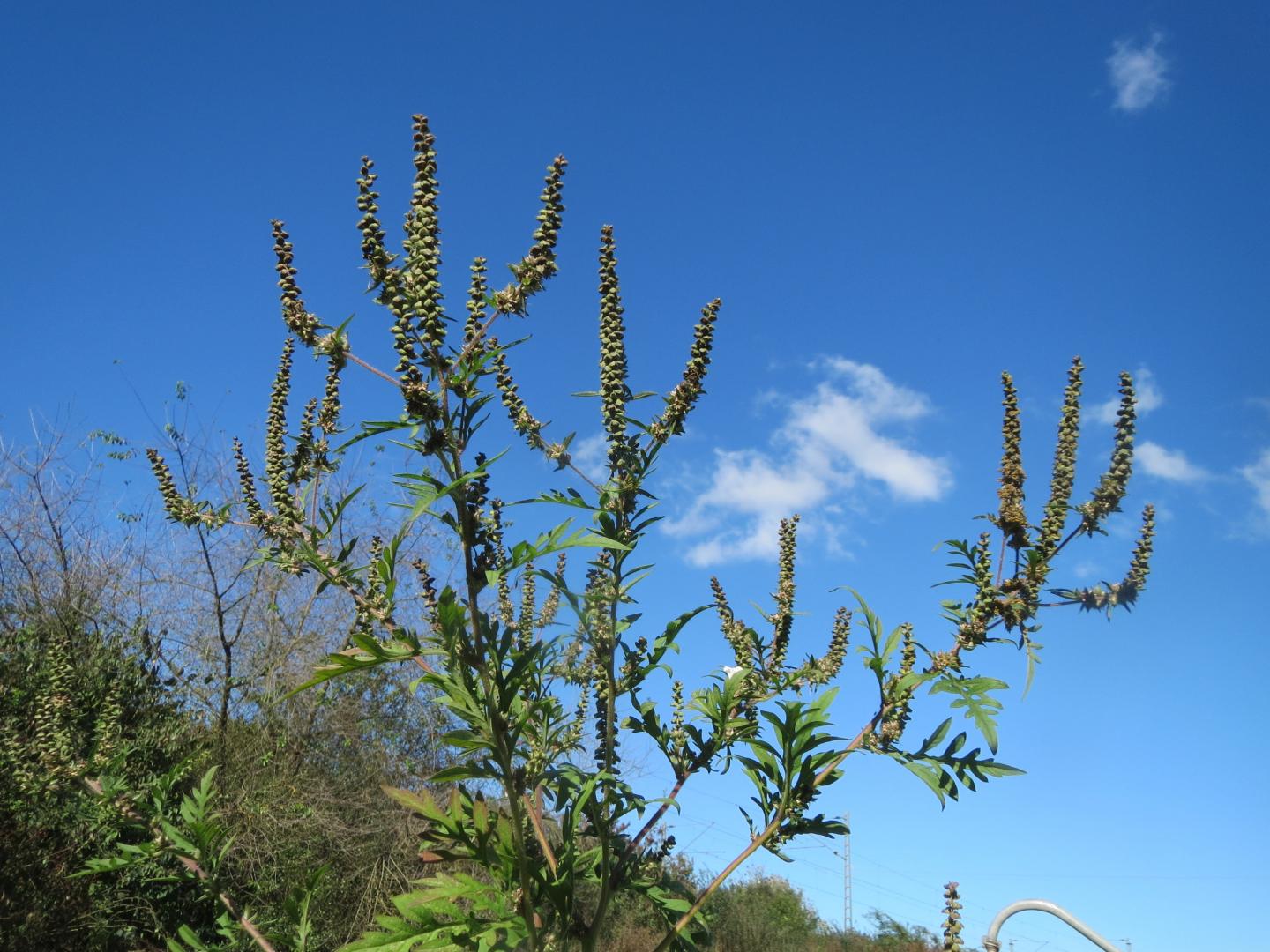 <i>Ambrosia artemisiifolia</i>