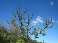 <i>Ambrosia artemisiifolia</i>