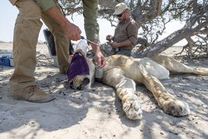 GAIA Team collaring a lion in Etosha National Park