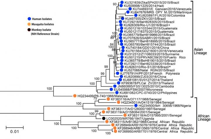 Evolutionary Relationships of Zika Virus