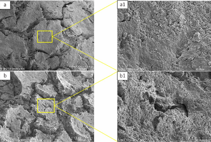 Scanning Electron Microscope micrographs