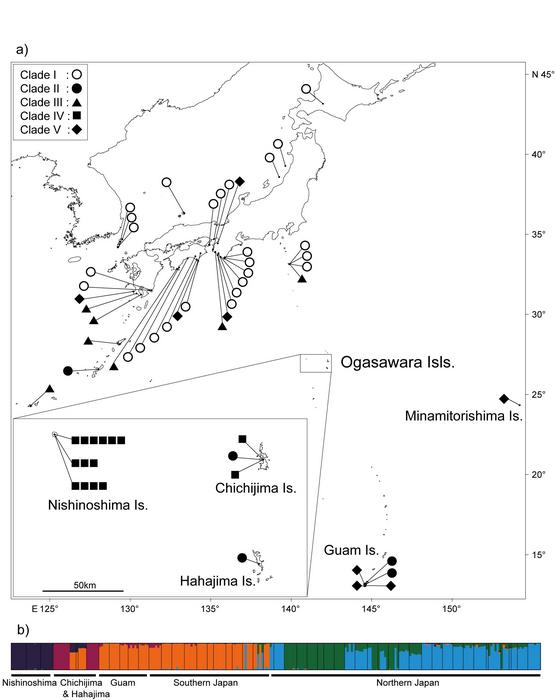 Geographical dispersion of different genetic groups of Portulaca oleracea.