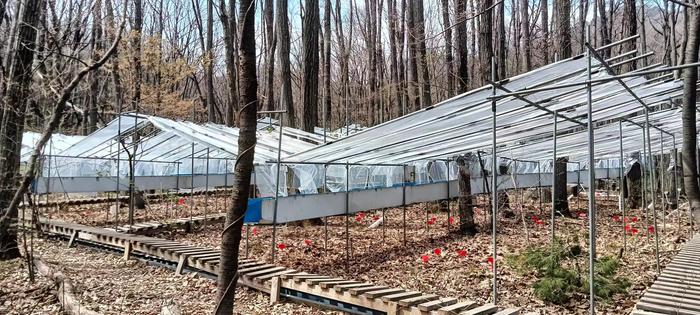 A rainfall reduction plot used to simulate drought in a temperate forest in Baotianman, Henan, China.
