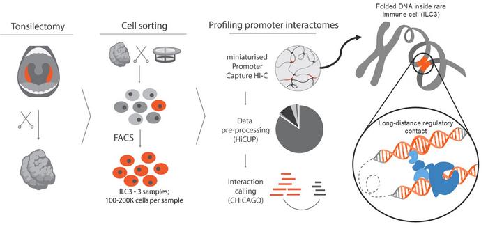 Mapping long-distance DNA contact inside rare immune cells