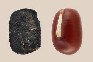 Modern adzuki bean and charred adzuki