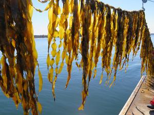 Maine sugar kelp