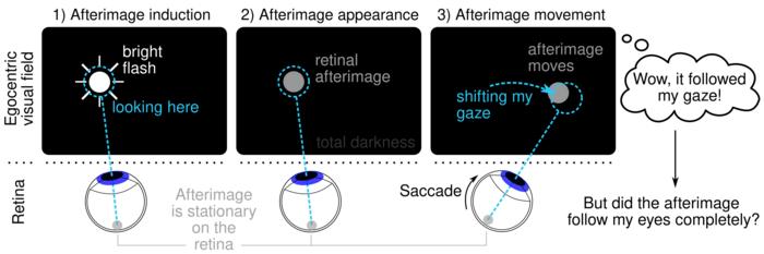 Experience of afterimage movement in egocentric space