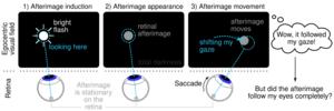 Experience of afterimage movement in egocentric space