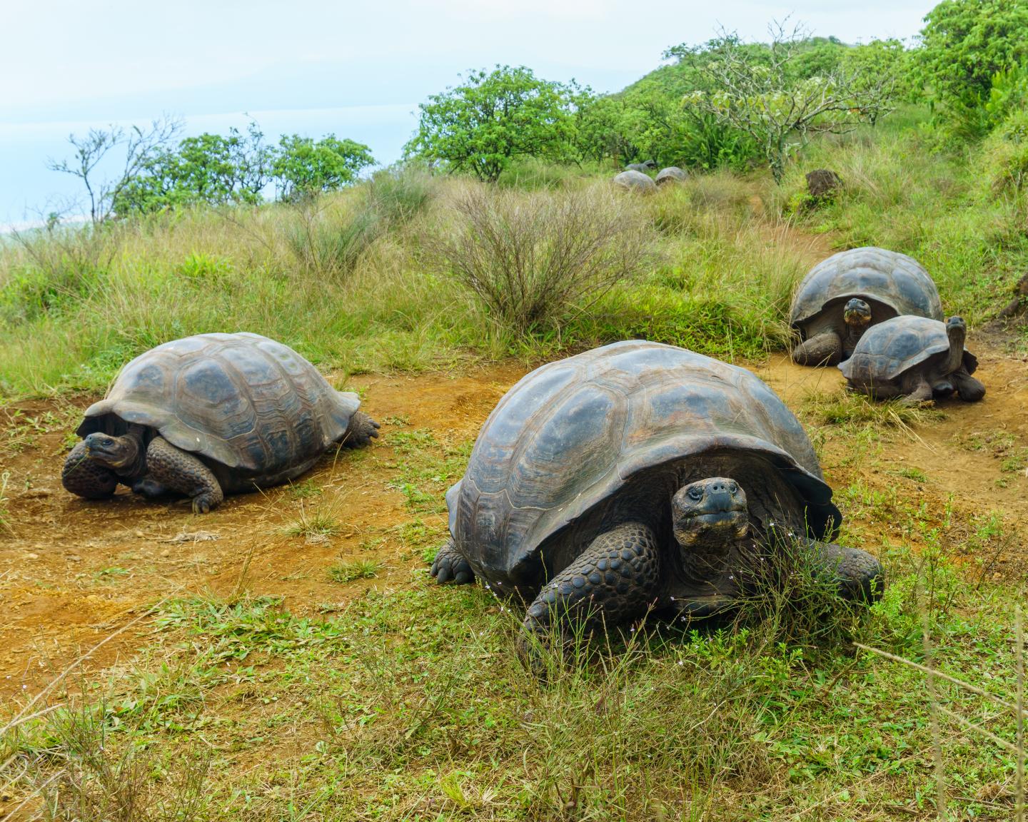 Giant Tortoises