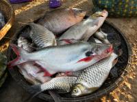 Paying for Hydro Energy With Tropical Biodiversity and Fisheries (1 of 3)
