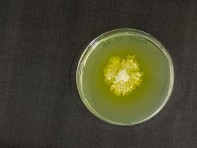 <i>Trichoderma</i>