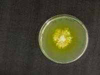 <i>Trichoderma</i>