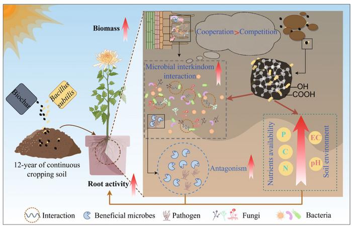 Biochar and Bacillus subtilis boost cut chrysanthemum growth via intensified microbial interkingdom interactions