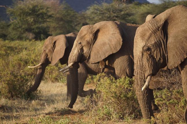 African Elephants