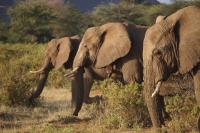 African Elephants