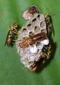 <i>Polistes instabilis</i>