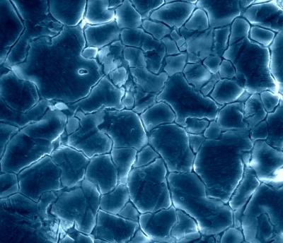 Microscope Image of Jerusalem Limestone