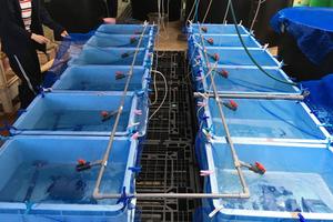 Rearing tanks at the Fisheries Research Laboratory