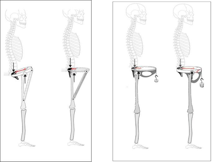 A reconstruction of the skeleton.