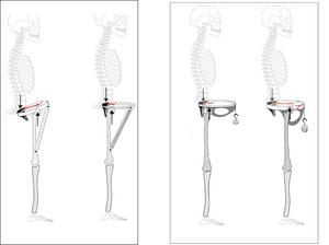 A reconstruction of the skeleton.