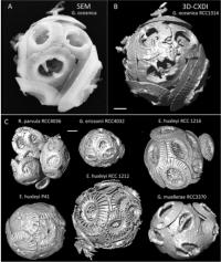 Structures Of Coccospheres By Three-Dimensional X-Ray Coherent Diffraction Imaging