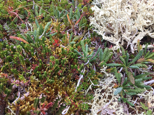 Dryas plants