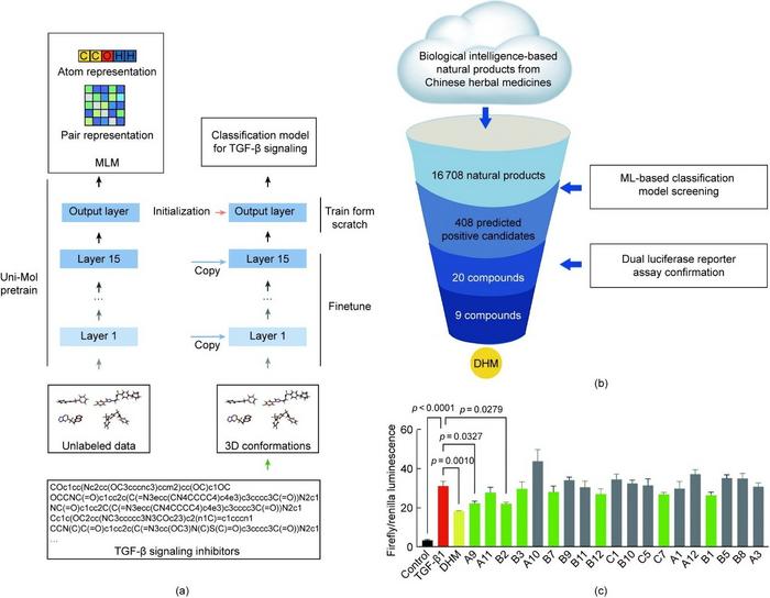 Discovery of TGF-β/SMAD signaling pathway inhibitors through an ML-based classification model and confirmation through a dual-luciferase reporter assay.