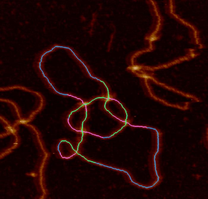 DNA Topology image 2