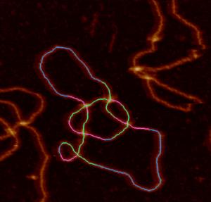 DNA Topology image 2