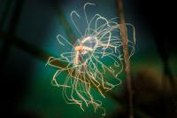 Clinging Jelly from Vladivostok