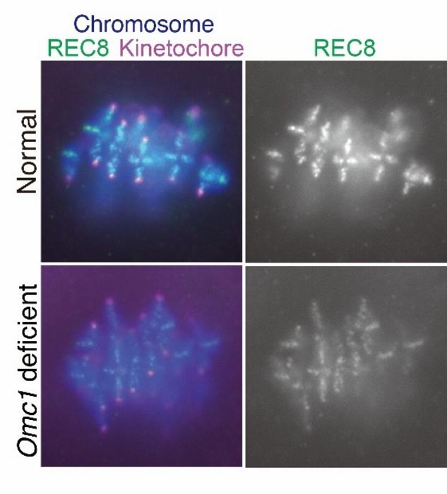 OMC1 localizes along oocyte chromosomes together with REC8 cohesin and helps prevent its premature loss
