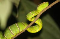 Bornean Keeled Pit Viper