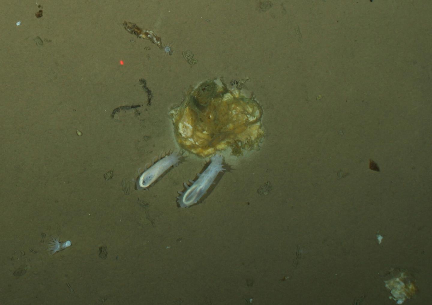 Life on the Floor of the Arctic Ocean, with Rigor and in Detail (3 of 3)