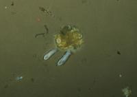 Life on the Floor of the Arctic Ocean, with Rigor and in Detail (3 of 3)