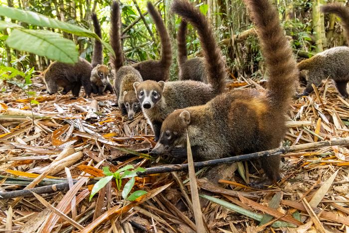coati