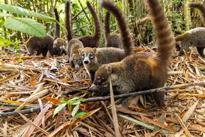 coati