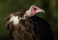 Hooded Vulture