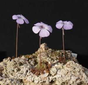 Pinguicula rotundiflora
