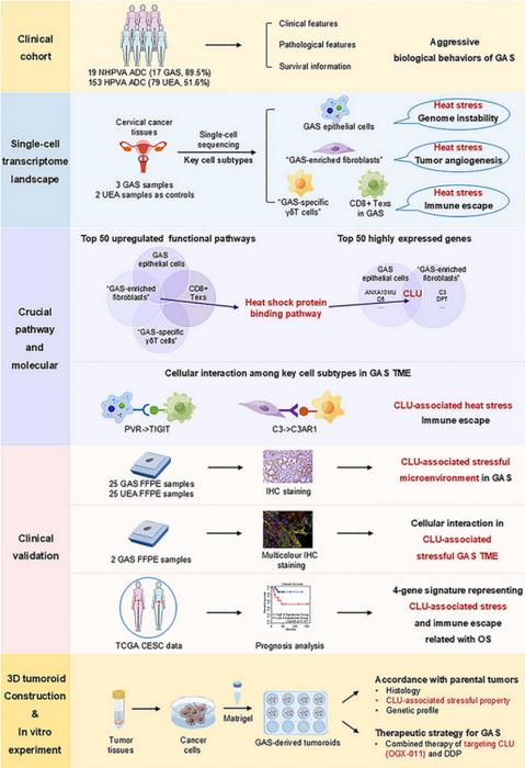 Schematic diagram of this study demonstrating unique CLU-associated stressful GAS TME and novel potential targets for precise treatment of GAS.