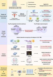 Schematic diagram of this study demonstrating unique CLU-associated stressful GAS TME and novel potential targets for precise treatment of GAS.