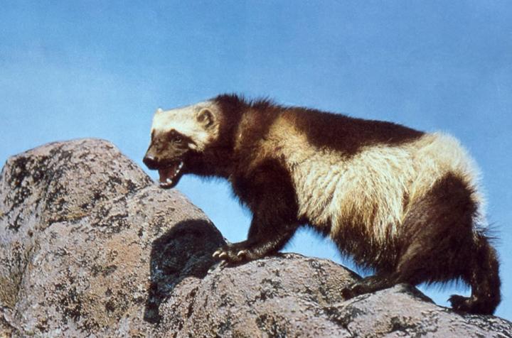 Wolverine